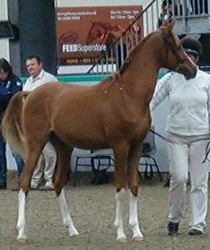 TaroFuturity8112